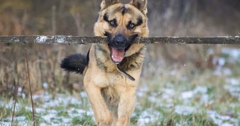 Le Berger allemand