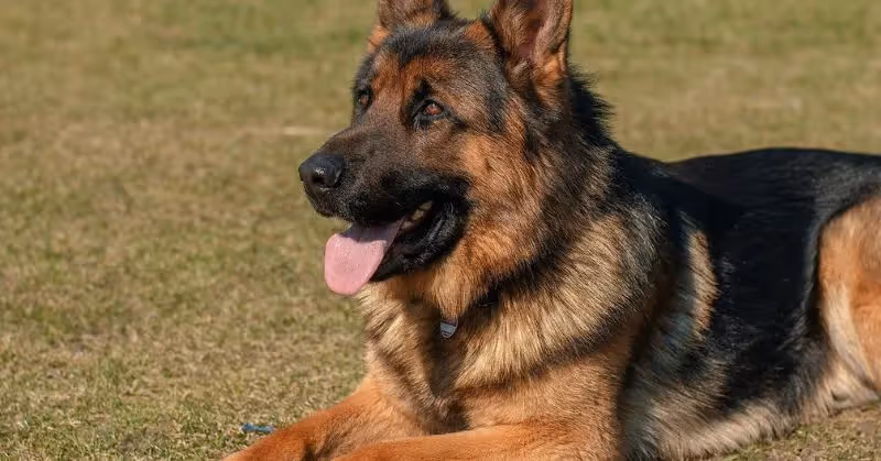 Race de chien berger allemand