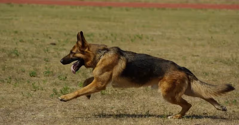 Berger allemand
