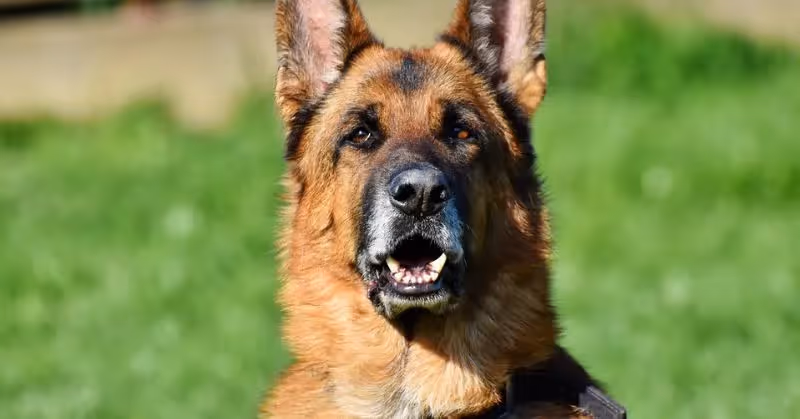 Berger allemand