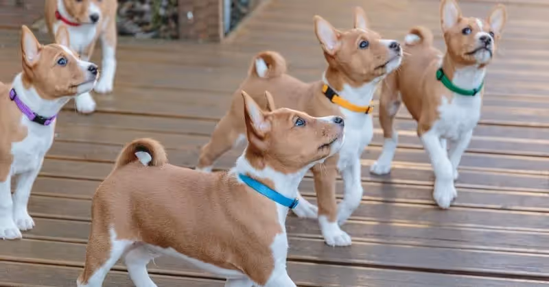 Basenjis