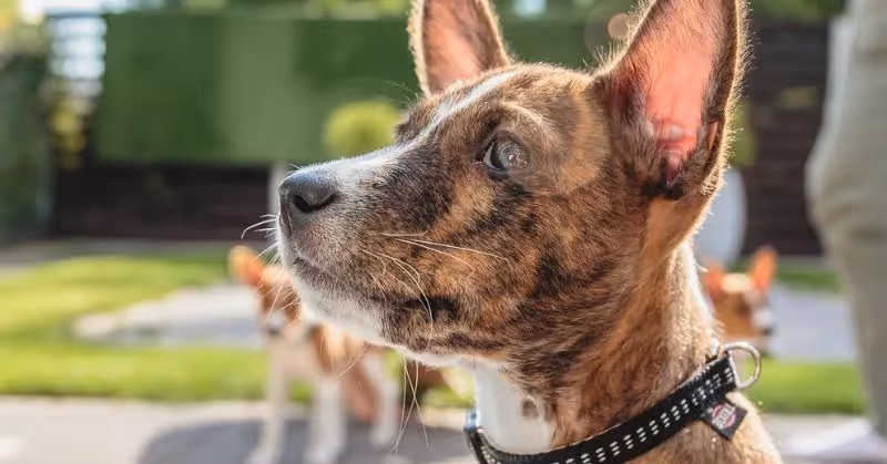 Basenji