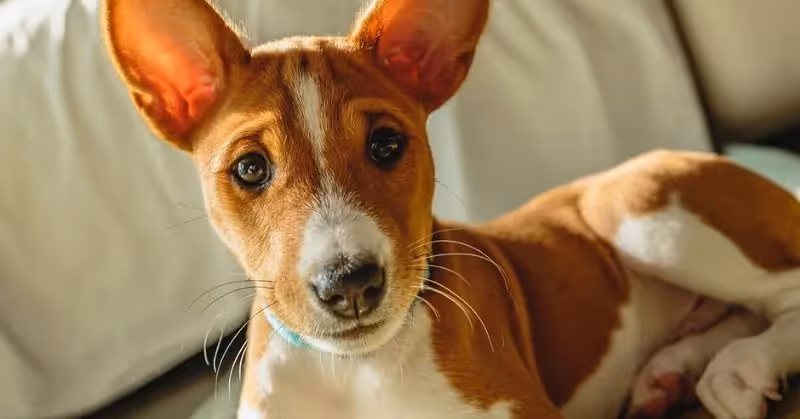 Basenji