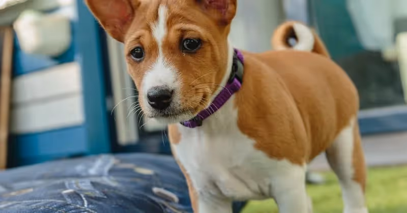 Chiot Basenji