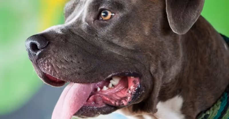 Un chien Amstaff