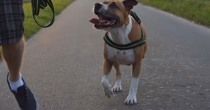 Un chien Amstaff