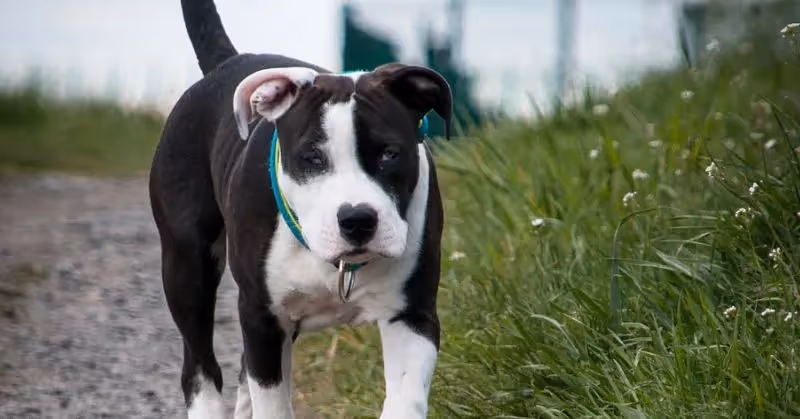 Amstaff noir et blanc