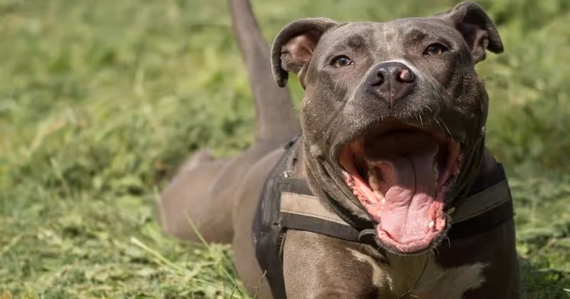 Jeune chien American staffordshire Terrier