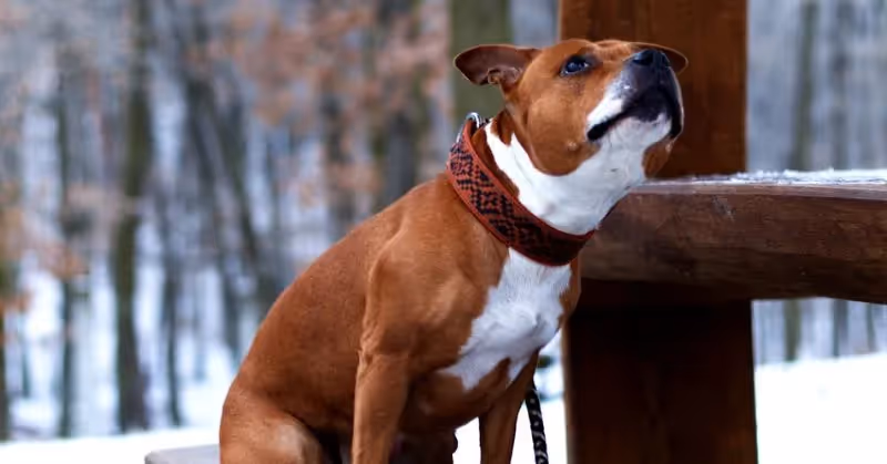 American Staffordshire Terrier