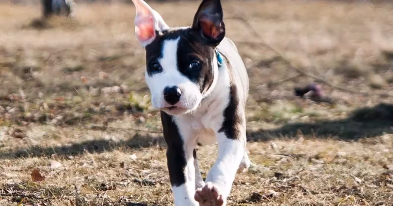 Chiot American Staffordshire Terrier