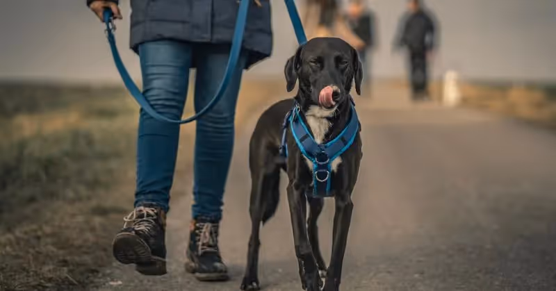 Laisse pour chien avec un harnais