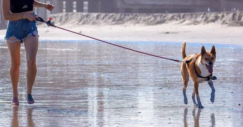 Laisse pour chien pour la plage