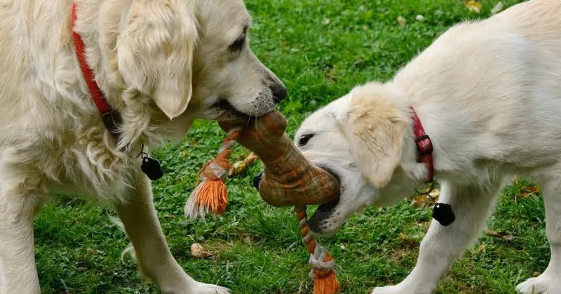 Jouet pour chien