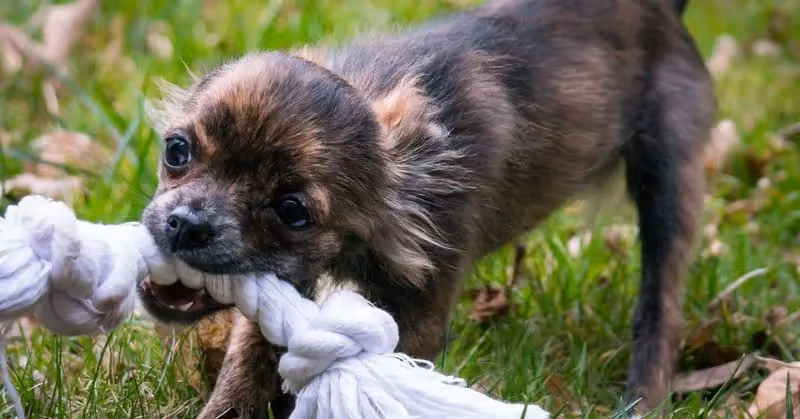La corde, un jouet pour chien