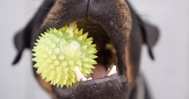 Choisir un jouet pour son chien