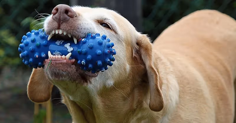 Jouet pour chien à mâcher