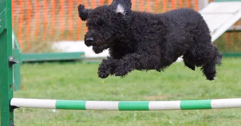 Agility avec un chien