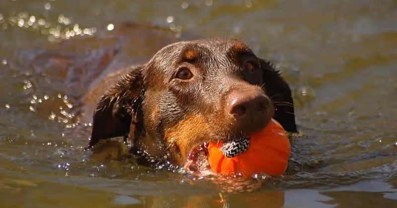 Jouet pour chien dans l'eau