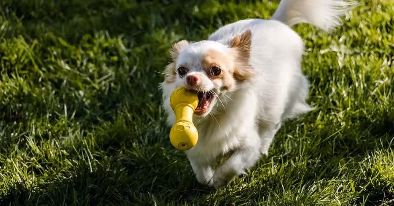 Jouet pour petit chien