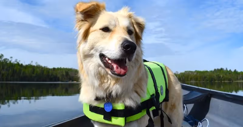 Harnais pour chien de protection dans l'eau