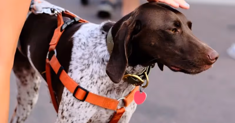 Savoir mettre un harnais à son chien