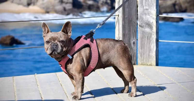 Harnais pour petit chien
