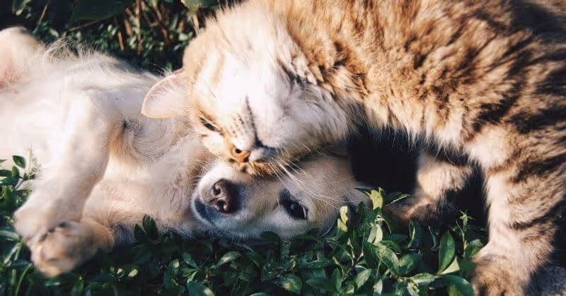 cohabitation chien chat 2