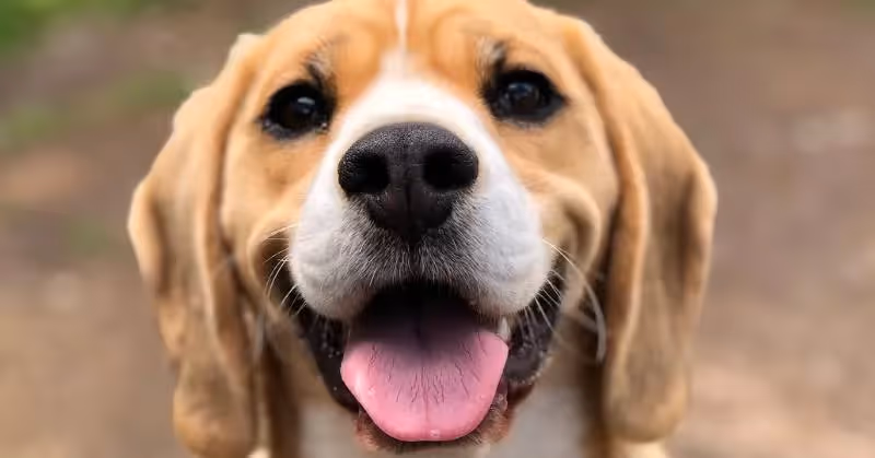 adoption d'un chien