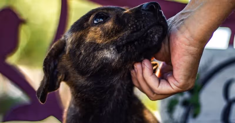 adopter un chien