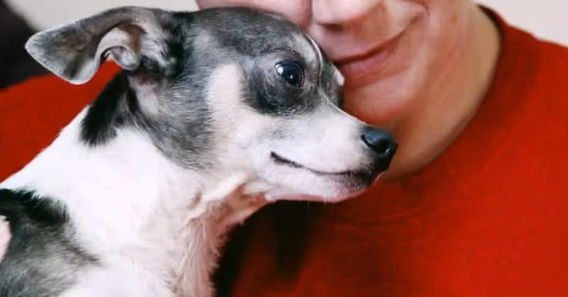 Adopter un chien