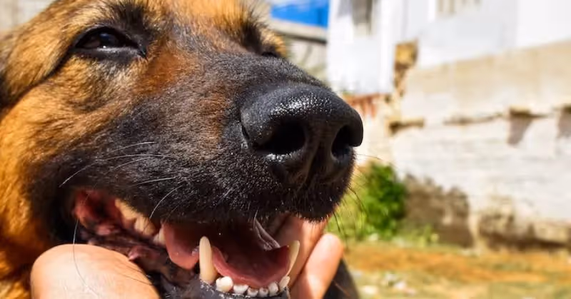 adopter un chien