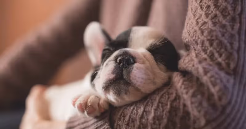 adoption chien