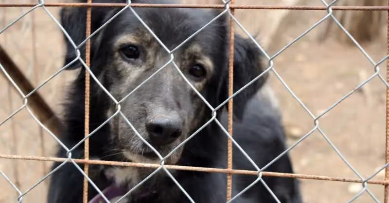 adopter chien