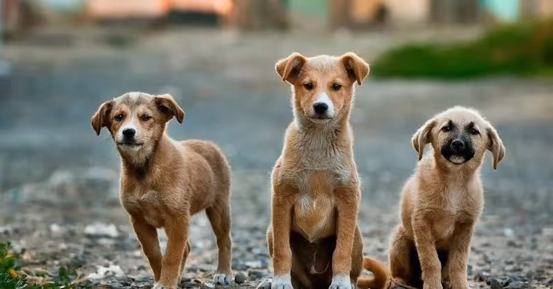 avant d'adopter un chien