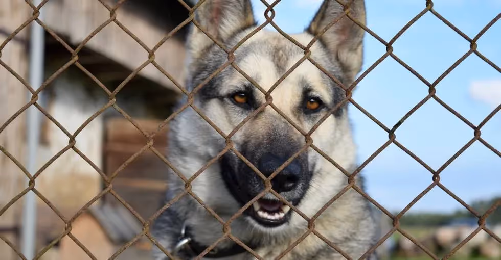 Adopter un chien âgé