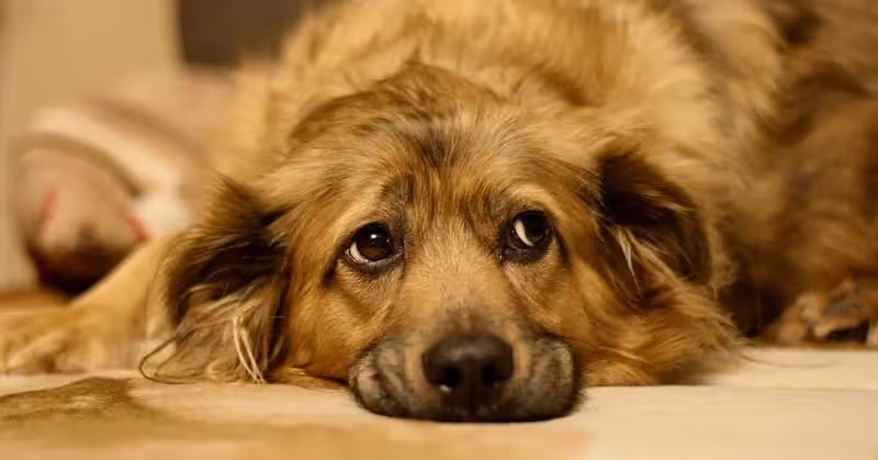 où adopter un chien