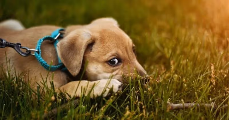 chiot2