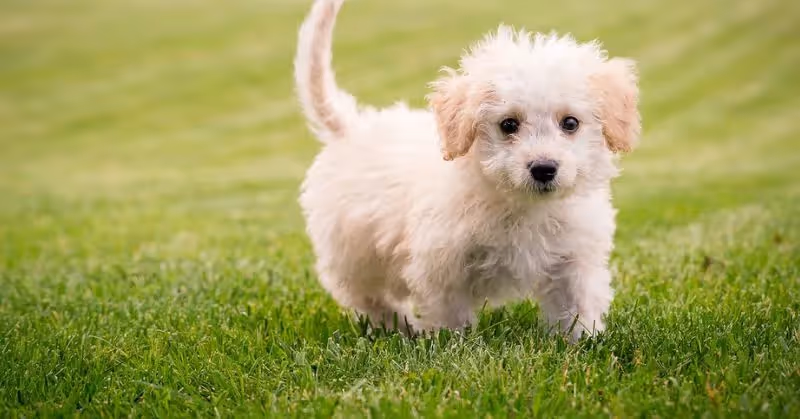 Chien qui reste petit