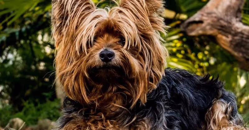 Un chien qui reste petit