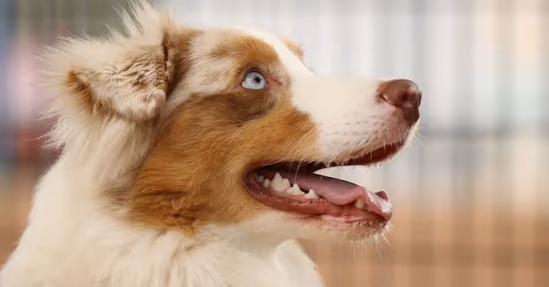 Grands chiens : Berger australien