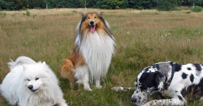 Grand chien : Colley
