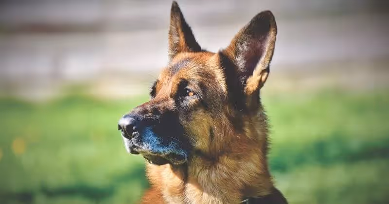 Chien garde Berger allemand