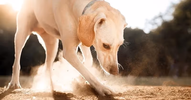 vers dans les selles chez le chien