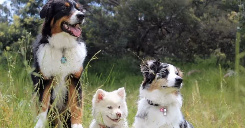 les vers chez le chien
