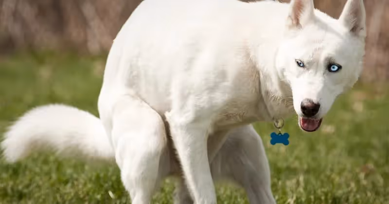 Vers dans les selles d'un chien