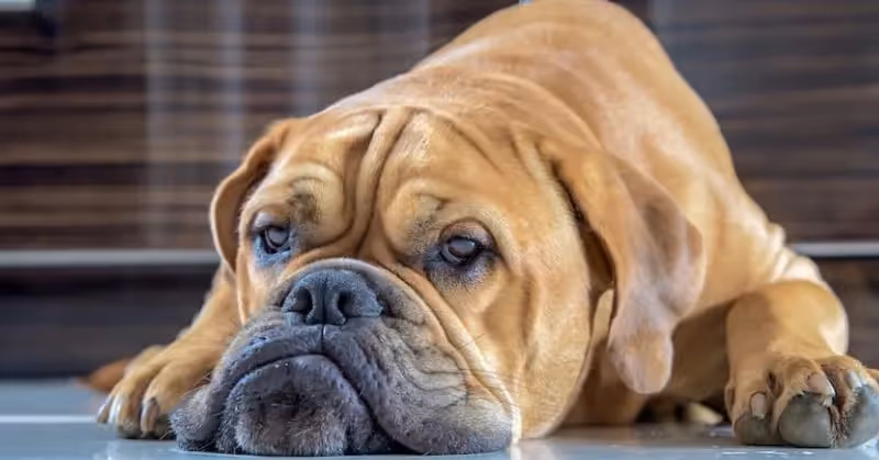 Vers chez le chien : quel vermifuge