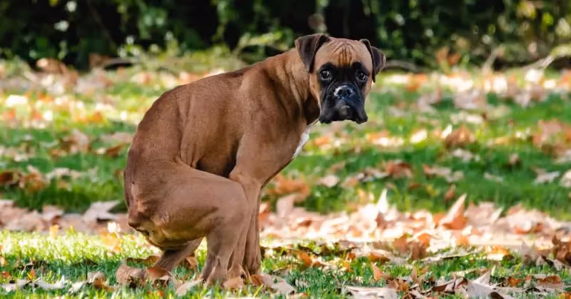 Vers dans les selles de mon chien : que faire