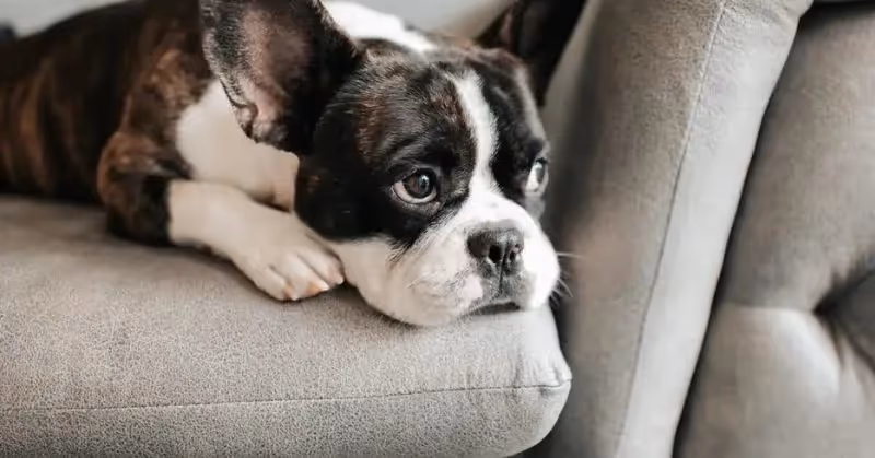 Vermigutation du chien