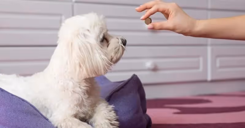 La vermifugation chez le chien