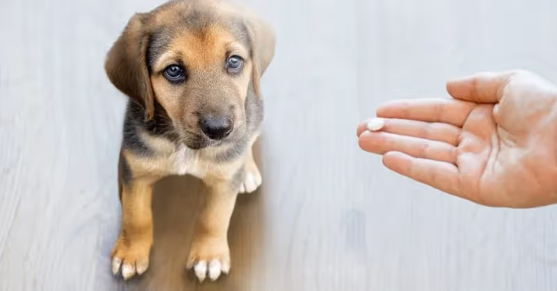 Donner un vermifuge à son chien